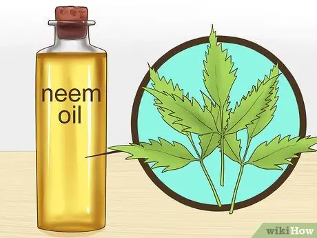 Лечить сладкий зуд у лошадей, шаг 2