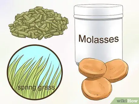 Лечить сладкий зуд у лошадей Шаг 3