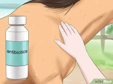 Лечить сладкий зуд у лошадей Шаг 8