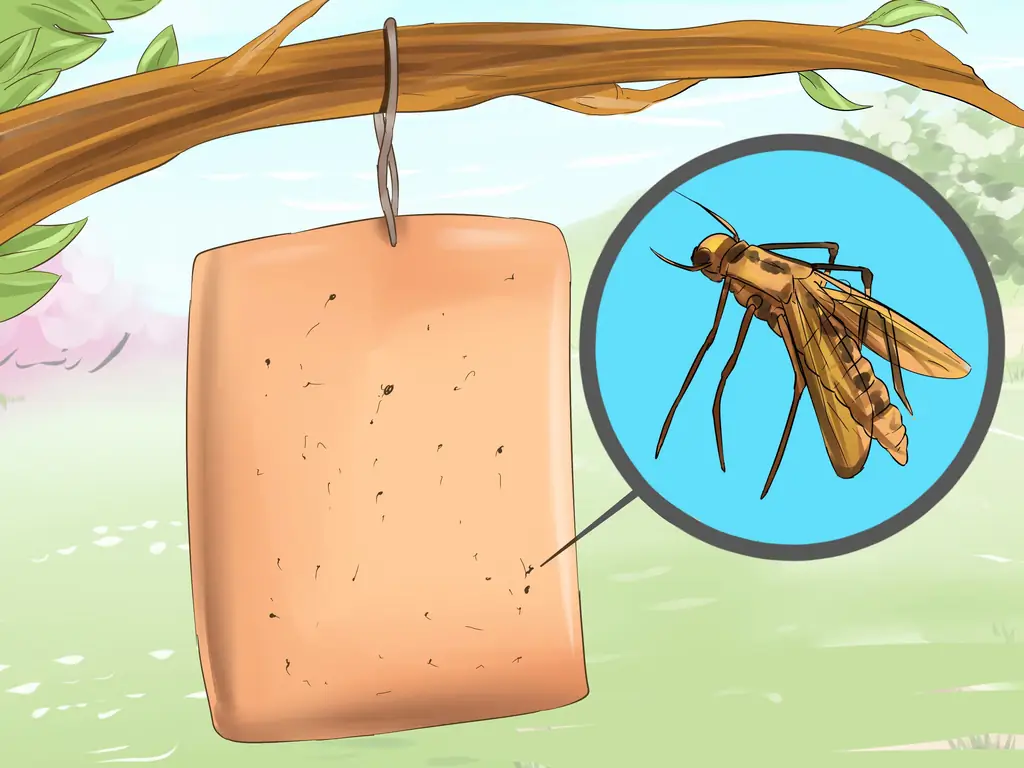 Как лечить сладкий зуд у лошадей: 15 шагов (с иллюстрациями)