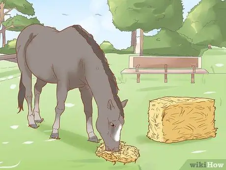 Как справиться с лошадьми, склонными к ламиниту Шаг 1