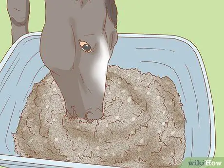 Как справиться с лошадьми, склонными к ламиниту Шаг 2