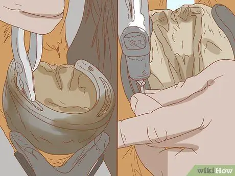 Как справиться с лошадью, склонной к ламиниту Шаг 5