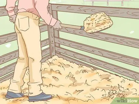 Как справиться с лошадью, склонной к ламиниту Шаг 6