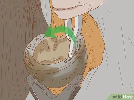 Как справиться с лошадью, склонной к ламиниту Шаг 9