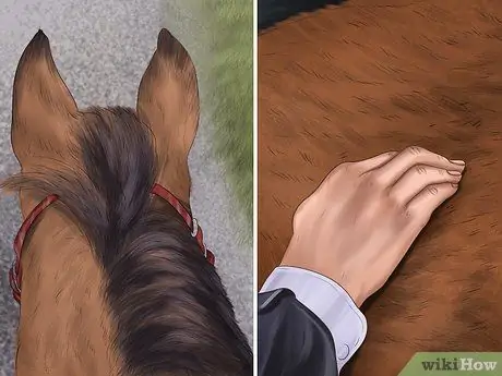 Выявление ранних признаков хромоты у лошадей Шаг 1