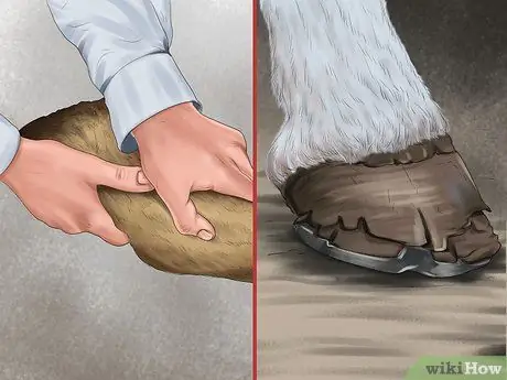 Выявление ранних признаков хромоты у лошадей Шаг 2