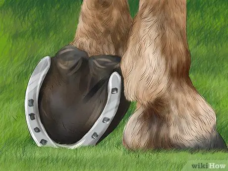 Выявление ранних признаков хромоты у лошадей Шаг 3