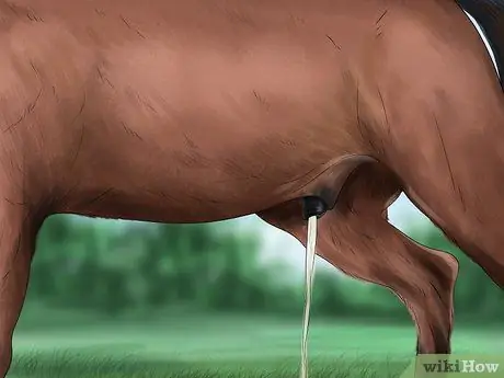 Выявление ранних признаков хромоты у лошадей Шаг 4