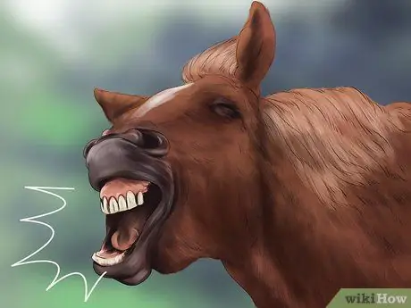 Выявление ранних признаков хромоты у лошадей Шаг 5