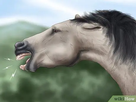 Выявление ранних признаков хромоты у лошадей Шаг 6