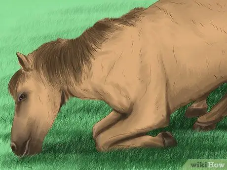 Выявление ранних признаков хромоты у лошадей Шаг 7