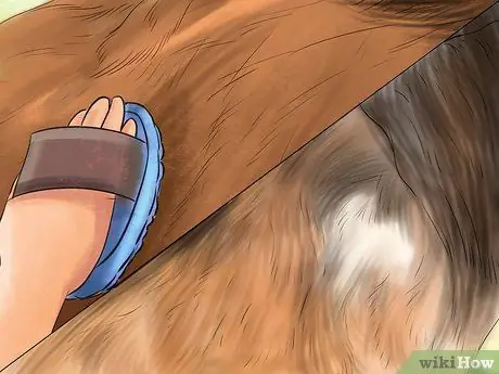 Диагностика паразитов у лошадей Шаг 2