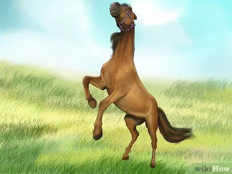 Диагностика паразитов у лошадей Шаг 3