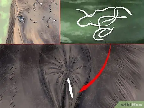 Диагностика паразитов у лошадей Шаг 6