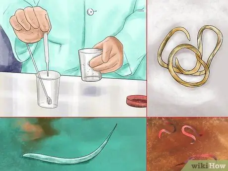 Диагностика паразитов у лошадей Шаг 8