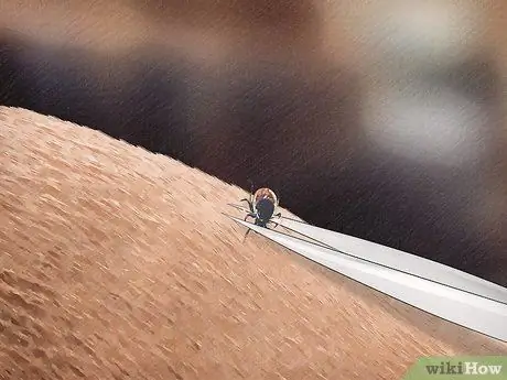 Удаление клеща с лошади Шаг 2