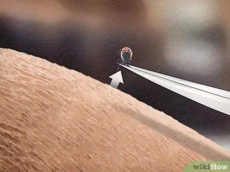 Удаление клеща с лошади Шаг 3