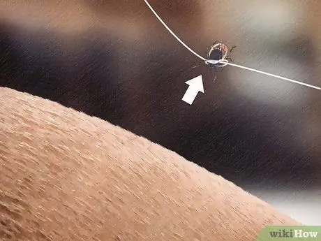 Удаление клеща с лошади Шаг 8