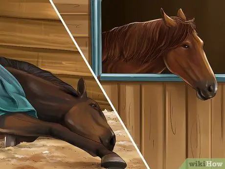 Избавьтесь от заражений Strongyle на лошадях, шаг 2