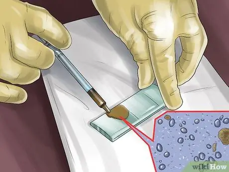 Избавьтесь от заражений Strongyle в лошадях, шаг 3