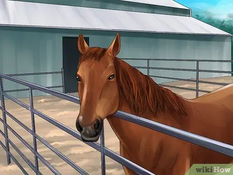 Избавьтесь от заражения Strongyle на лошадях, шаг 6