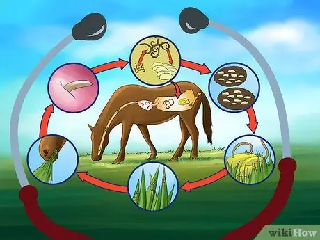 Избавьтесь от заражений Strongyle в лошадях, шаг 7