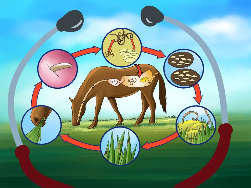 Как избавиться от заражения лошадей Strongyle: 7 шагов