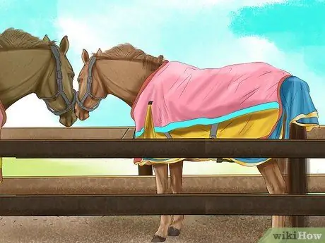 Предотвращение появления паразитов у лошадей Шаг 4