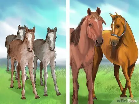 Предотвращение появления паразитов у лошадей Шаг 6