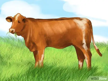 Предотвращение появления паразитов у лошадей Шаг 8