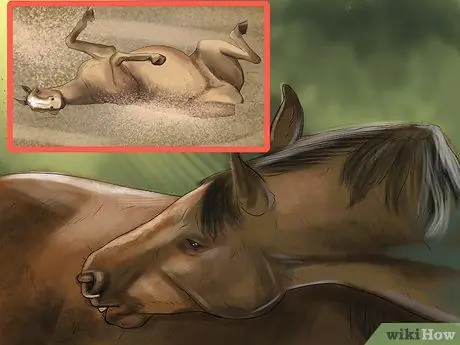 Лечить внешних паразитов лошадей Шаг 1