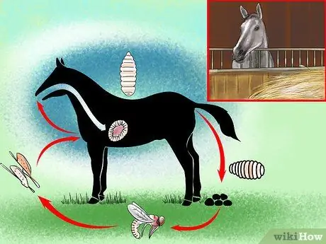Лечить внешних паразитов лошадей, шаг 2