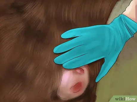 Лечить внешних паразитов лошадей Шаг 4