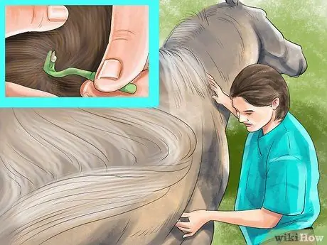 Лечить внешних паразитов лошади Шаг 9