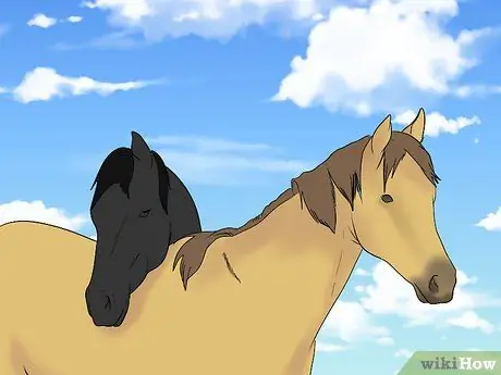 Загрузите напуганную лошадь в прицеп для лошадей Шаг 1