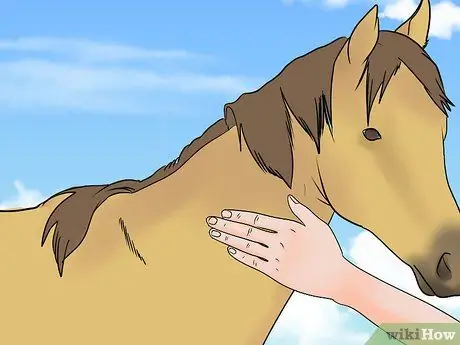 Загрузите напуганную лошадь в прицеп для лошадей Шаг 11