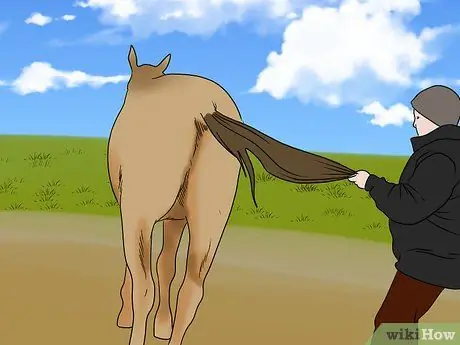 Загрузить напуганную лошадь в прицеп для лошадей Шаг 13