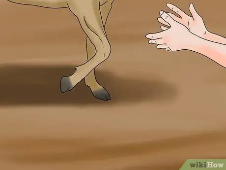 Загрузить напуганную лошадь в прицеп для лошадей Шаг 15