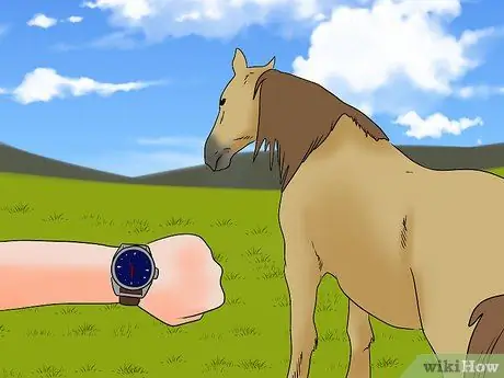 Загрузите напуганную лошадь в прицеп для лошадей, шаг 17