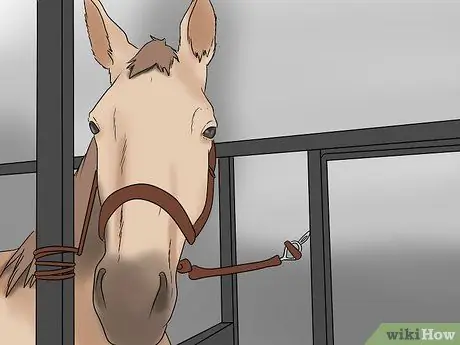 Загрузите напуганную лошадь в прицеп для лошадей Шаг 4