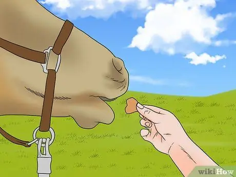 Загрузите напуганную лошадь в прицеп для лошадей Шаг 7