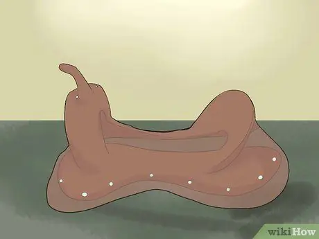 Сырые шкуры седельного дерева, шаг 6