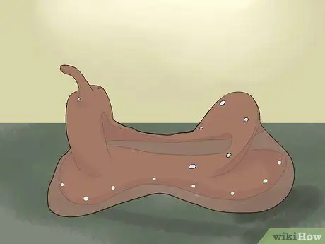 Сырые шкуры седельного дерева, шаг 7