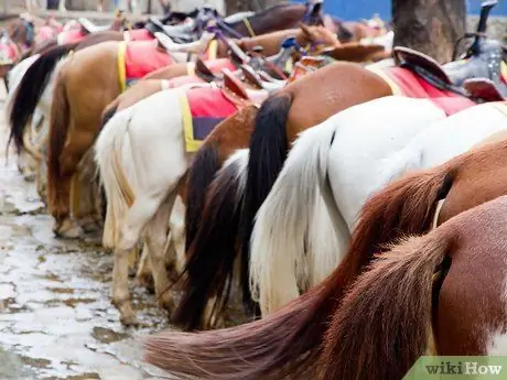 Вести себя с лошадью, шаг 2