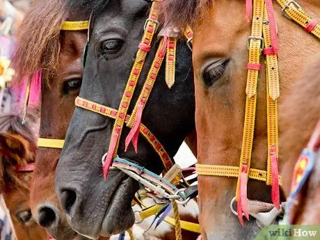 Вести себя с лошадью Шаг 3
