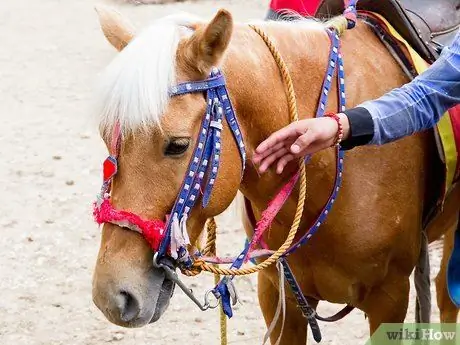 Вести себя с лошадью Шаг 8