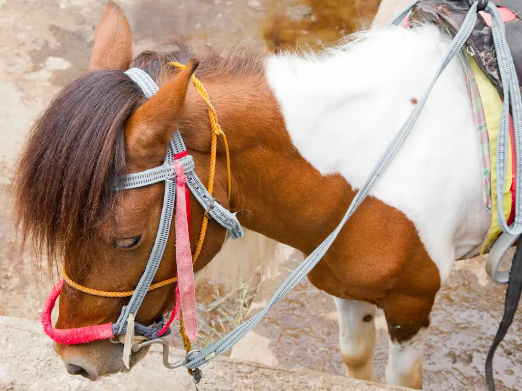 Как вести себя с лошадью: 9 шагов (с иллюстрациями)