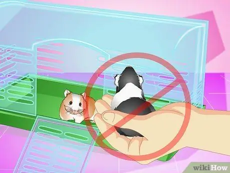 Сделайте своего хомяка дольше живым Шаг 11