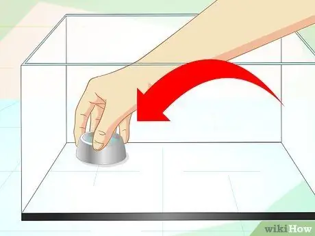 Позаботьтесь о китайском водяном драконе. Шаг 5